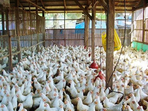 registered poultry farms in the philippines 2023|Livestock, poultry private institutions honored in 1st Livestock .